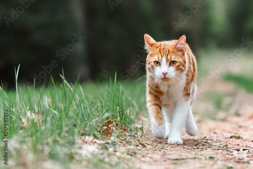Ginger cat walking along a forest path