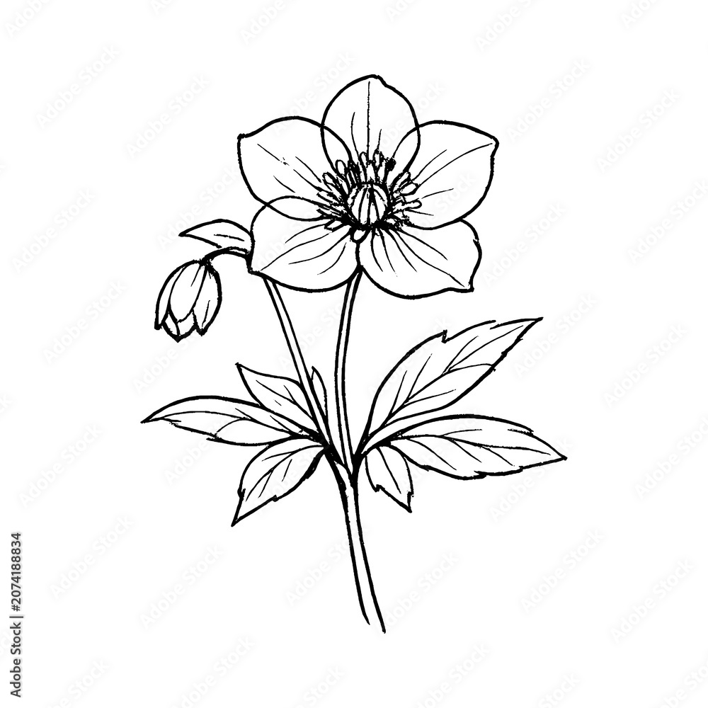Fototapeta premium PNG Elegant botanical line art flower
