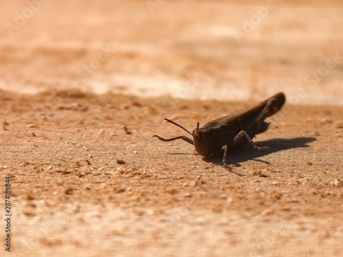 Macro photograph of a brown grasshopper sitting on a textured sandy surface. Close-up profile view of a small orthopteran insect in nature with shallow depth of field.