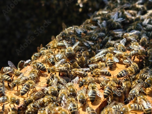 Macro photograph of a honeybee swarm on a wooden frame in a beehive. Close-up of busy honey bees working inside the hive in summer.