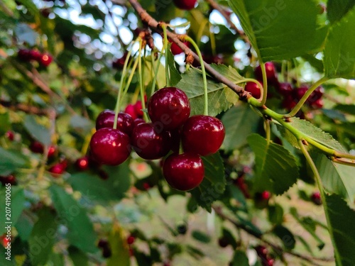Ripe red sour cherries hanging on a cherry tree branch with green leaves. Fresh organic fruits in a sunlit orchard in summer.