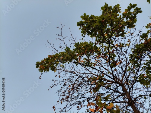 Overhead view of a deciduous tree with green and autumn leaves against a clear blue sky