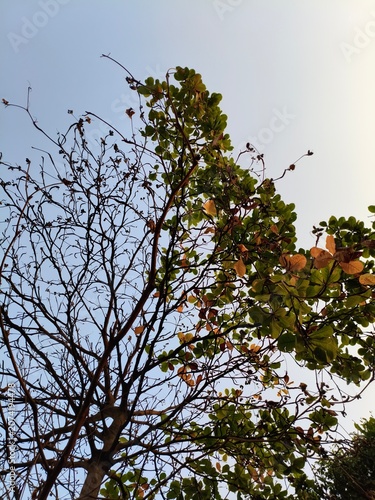 Tree branches against the sky, half bare, half with green and brown leaves