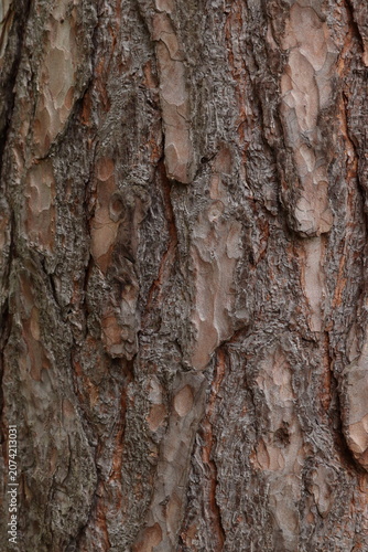 Detailed pine tree bark texture as natural background