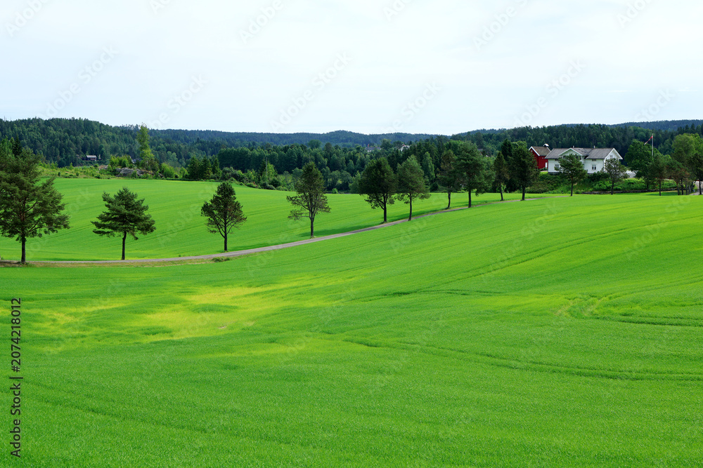 Fototapeta premium Farm
