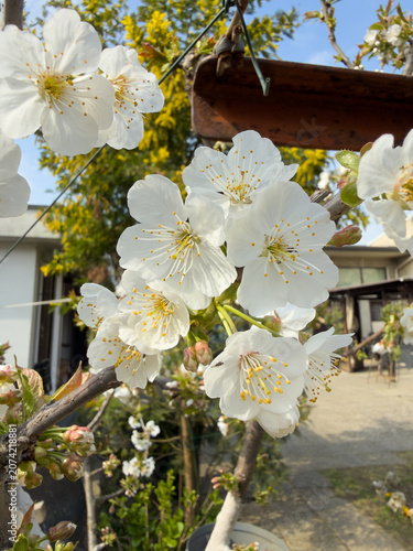 close-up of cherry blossoms