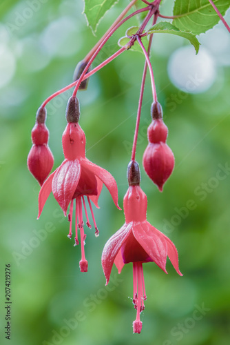 Fuchsia flowers and buds hanging from the plant