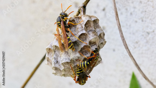 フタモンアシナガバチの女王蜂　‐Polistes chinensis‐