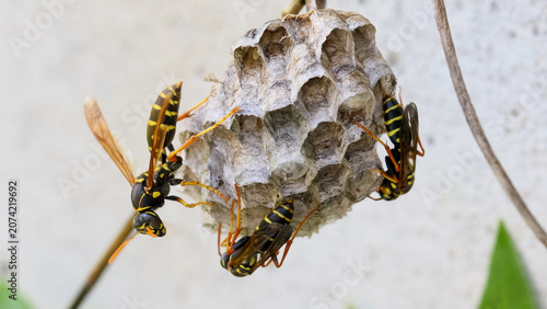 フタモンアシナガバチの女王蜂　‐Polistes chinensis‐