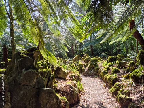 Photography Mossy forest path in lush fern garden