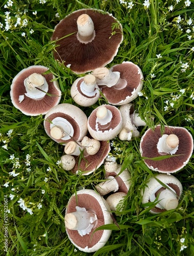 Cuadro en lienzo A collection of freshly picked wild agaricus campestris mushrooms with pink and brown gills lying on green grass with small white flowers