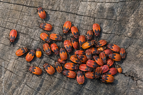 Lots of Tiny European Firebugs are Crawling on the Trunk of an Old Tree in Early Summer