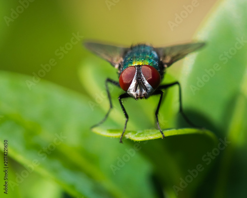 Beautiful and Vivid Portrait of a Green Red-Eyed Fly Resting on a Leaf in Early Summer