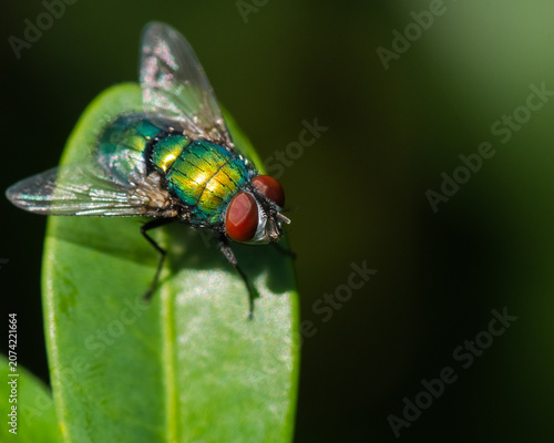 A Green Fly with Intense Red Eyes is Resting on a Leaf in Early Summer