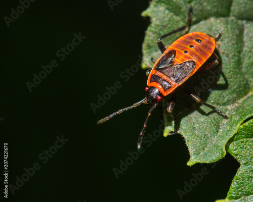 A European Firebug is Resting on the Edge of a Green Leaf on a Hot Summer Day