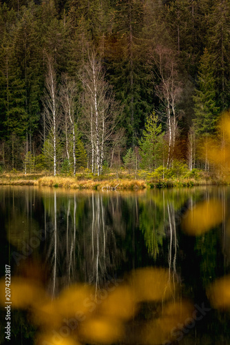 Autumn birch trees reflected in a calm forest lake