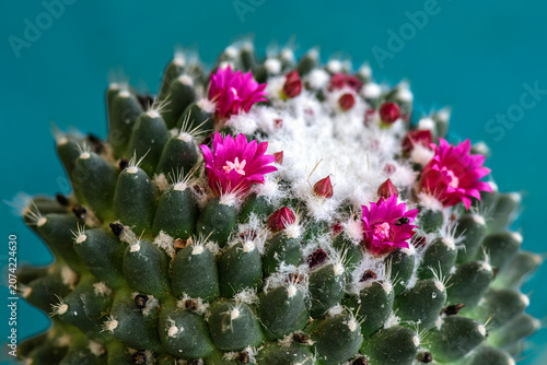 Beautiful blooming Mammillaria polythele cactus with pink flowers on blue background.