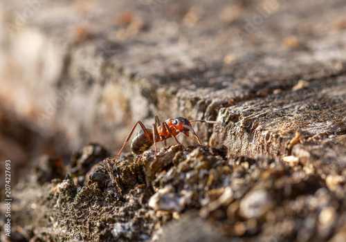 Red Wood Ant walking and patrolling on wooden stump closeup