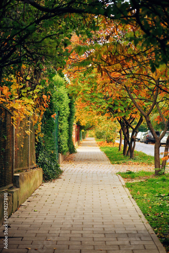 Autumn sidewalk lined with colorful trees and fallen dried leaves