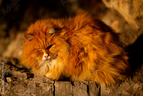 Quadro su tela An orange stray cat basking in the winter sun