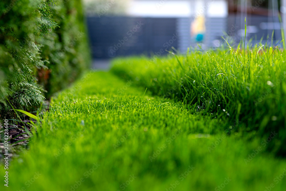Obraz premium Mowing backyard grass into neat lawn stripes