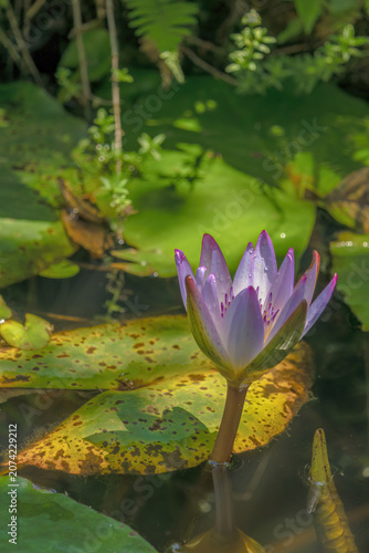 A half opened water lily partially illuminated by the light of the morning sun