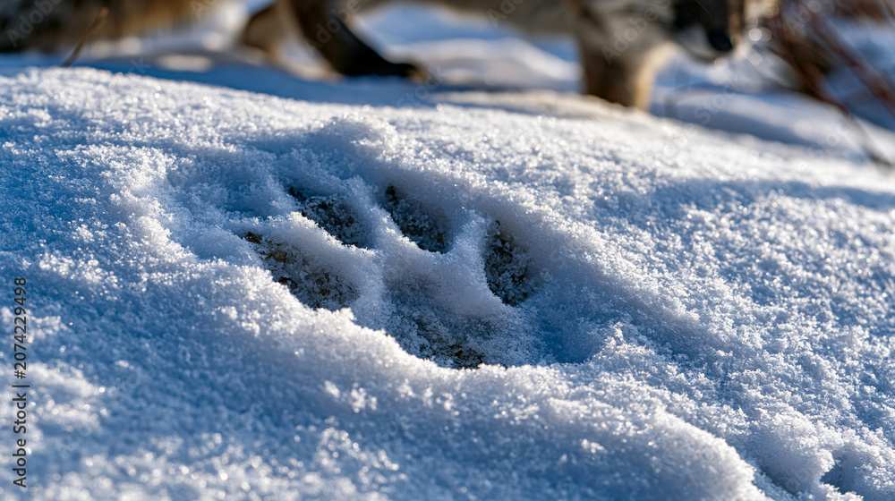 Naklejka premium Fox canid paw print pressed into fresh powder snow, vulpes track pattern showing four digit oval pad impressions with claw tips, negative space track in crystalline snowpack, wildlife field sign, wi