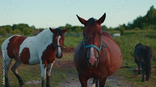Horses standing in a green pasture during evening. Brown and white equine grazing in a field. Rural livestock concept for agricultural and animal farm scenery.