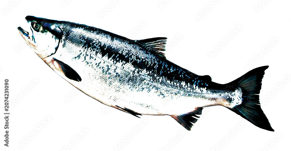 Naklejka premium 丸々と太った天然ベニザケの反り返った魚体アート（ハイコントラスト、イラスト調レタッチ＆色彩加工画像）