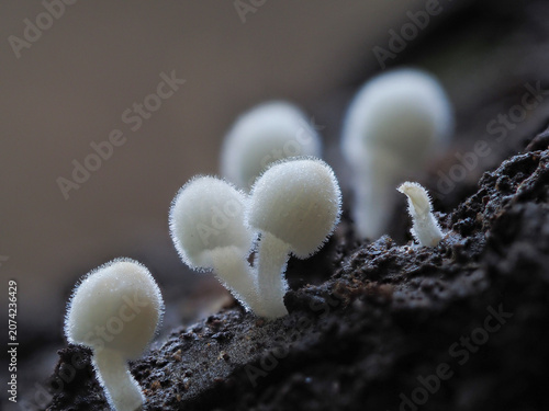 Close up Mushrooms or Fungus in Tropical Rainforest for Nature Background.