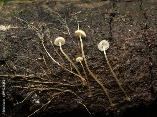 Close up Mushrooms or Fungus in Tropical Rainforest for Nature Background.