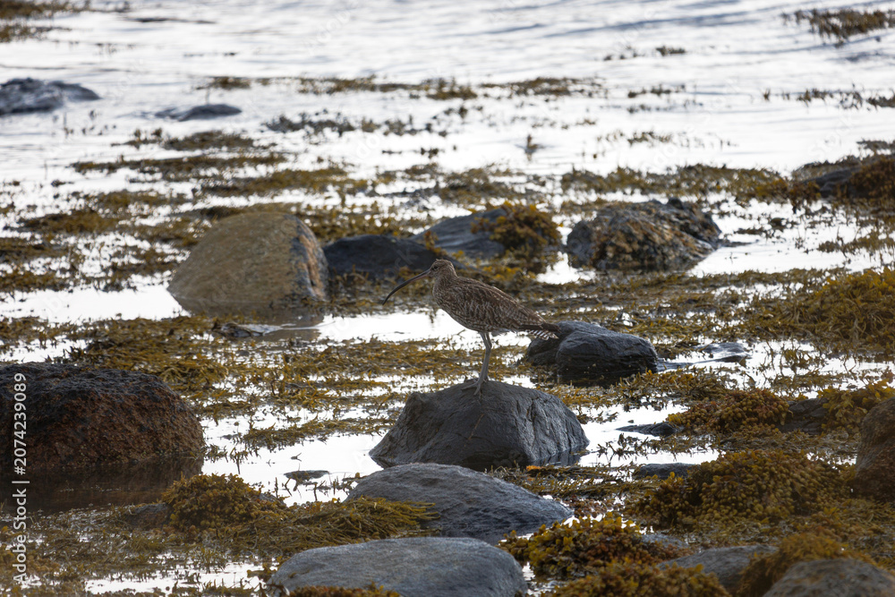 Obraz premium curlew on the rocks on a coastal location in Scotland