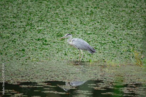 Grey heron standing on one leg in pond with reflection in water