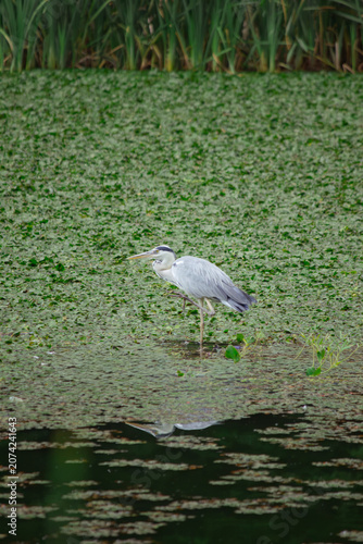 Grey heron standing on one leg in pond with reflection in water