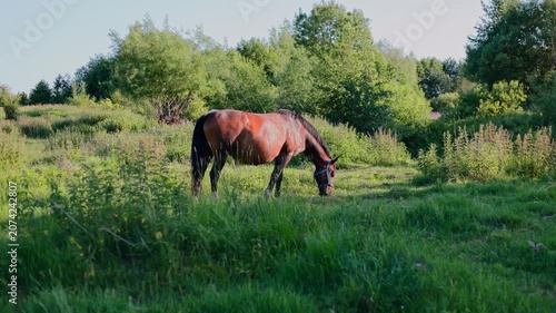 Brown horse grazing on green meadow. Animal eating grass in nature landscape. Rural pasture with equine mammal during sunny day for livestock farming concept.