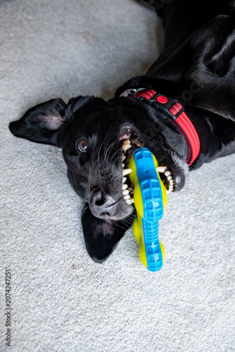 Fotografie Black Labrador dog, Playing with his squeaky toy