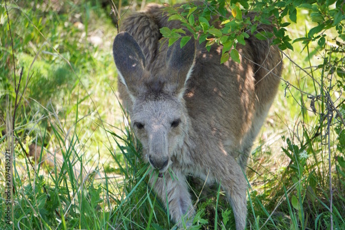 Photography A young kangaroo at the zoo. Wild animals.