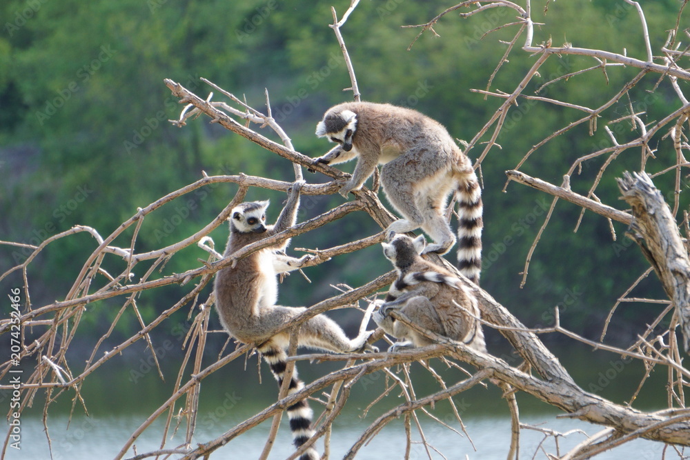 Naklejka premium Lemurs are sitting on a tree branch.