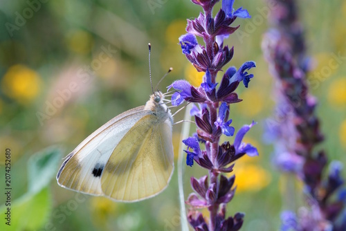 Foto A small white butterfly in wildflowers. Insects in nature.