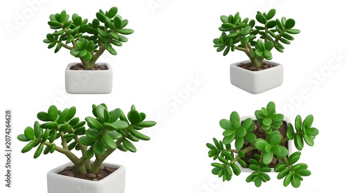Four succulent jade plants in white square pots, arranged in a collage for a comprehensive view