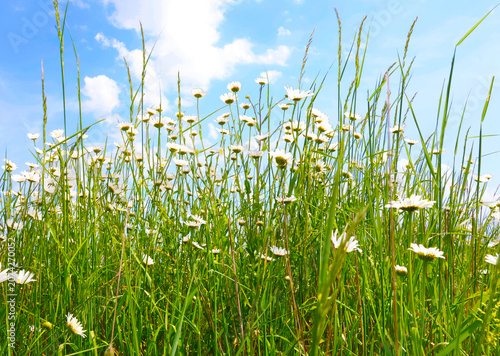 A field full of white daisies in bloom and grasses against a blue sky nature landscape