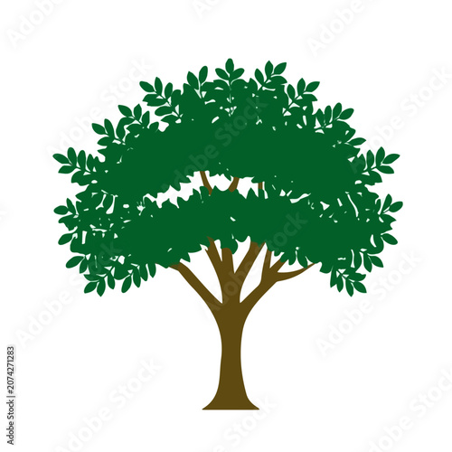 Fotografía Flat 2D illustration of Black Locust Tree, clean vector illustration style, isolated on a white background