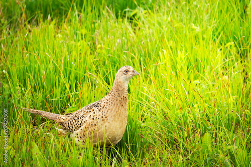A female pheasant in tall grass