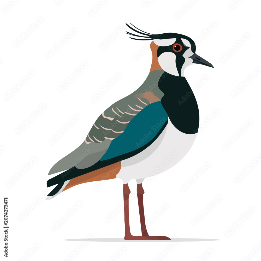 Obraz premium Simple flat 2D illustration of Lapwing, modern minimalist artwork, isolated on a white background.
