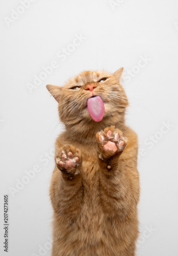 hungry orange cat licking treats off glass table sticking out tongue making funny face with copy space