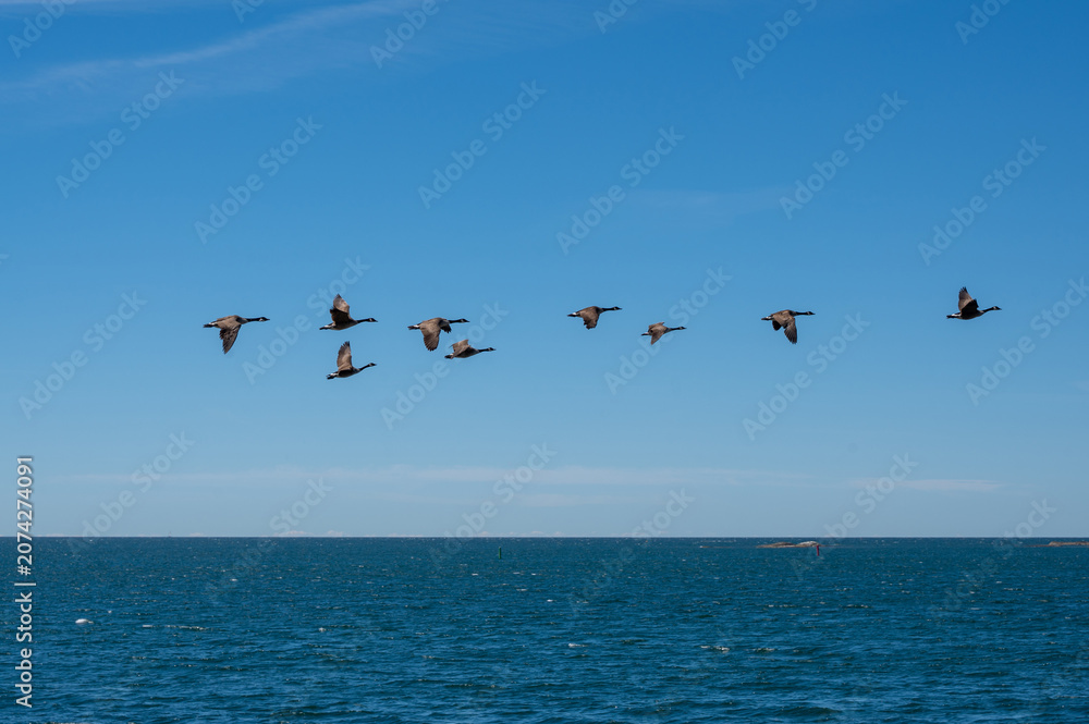 Fototapeta premium A flock of geese is flying over the sea