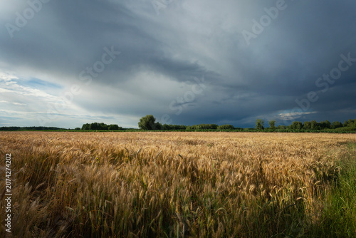 Dark storm clouds over a grain field
