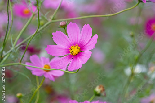 Beautiful pink cosmos field evoking the arrival of autumn in Japan, evocative natural landscape photography