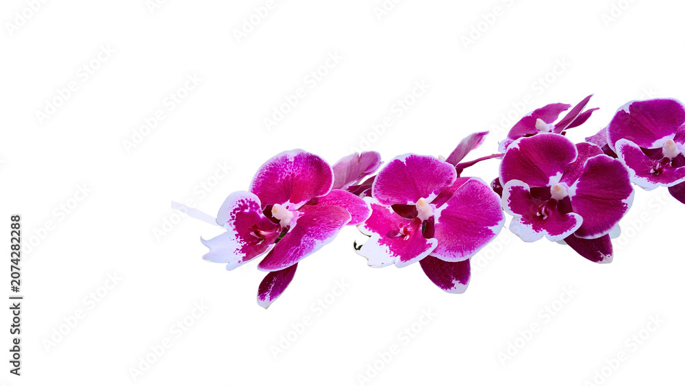 Obraz premium Beautiful vibrant purple orchid flowers with white edges on a branch isolated on transparent background