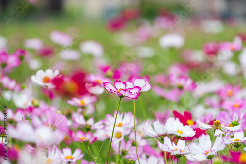 Colorful cosmos field blooming in the autumn fields of Japan, natural landscape photography with beautiful soft focus and atmosphere